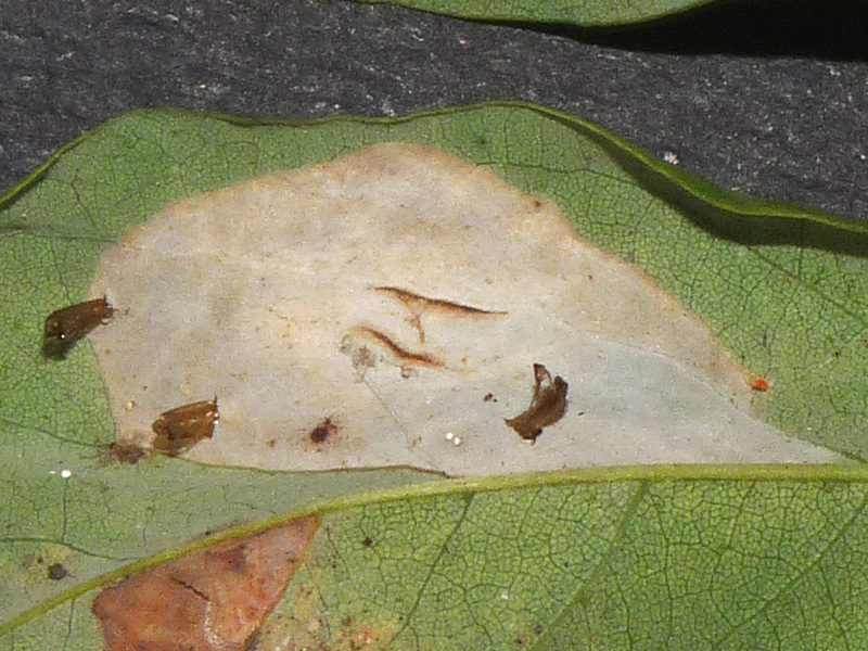 Phyllonorycter robiniellus